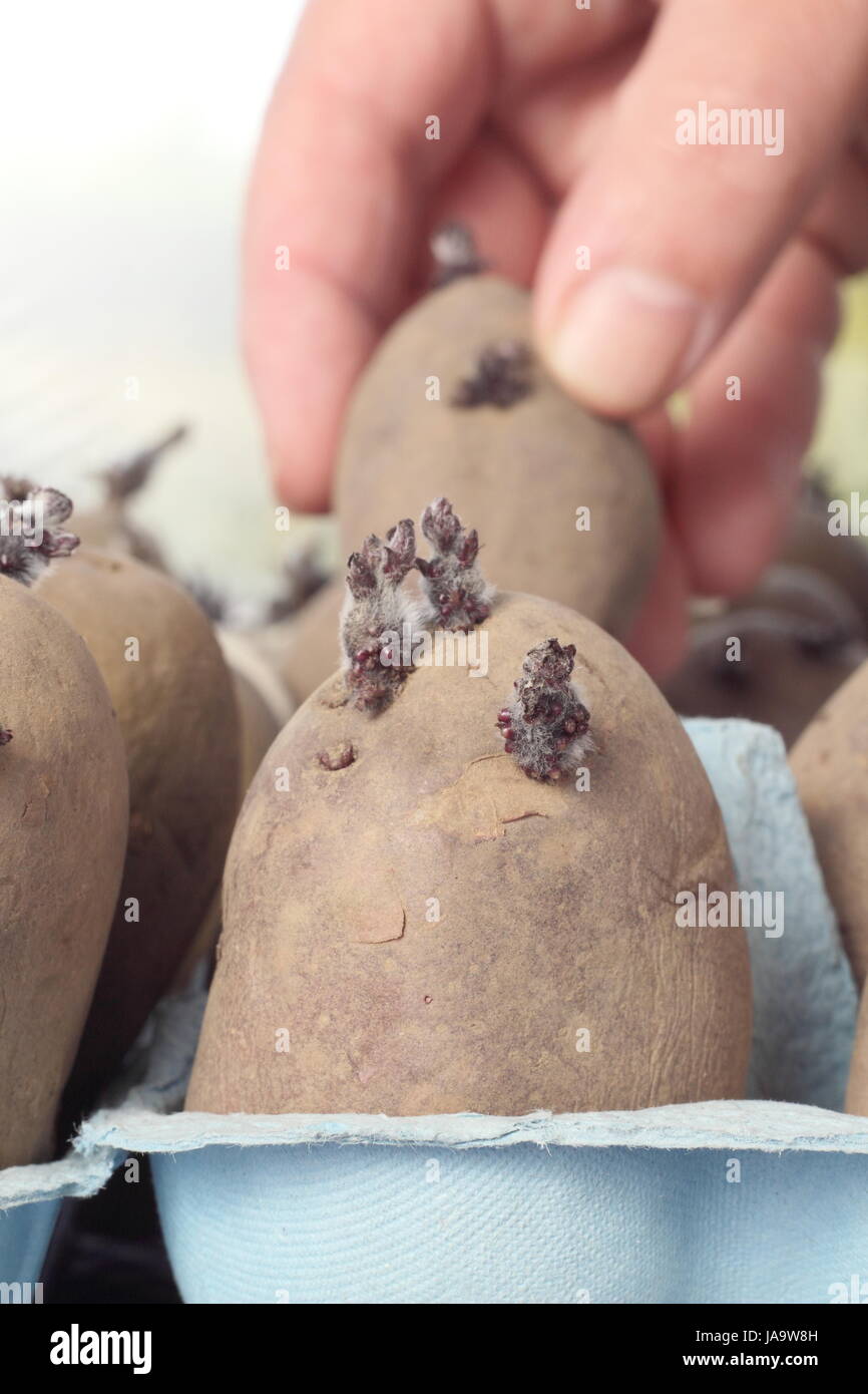 Un giardiniere chits tuberi seme di patate (Charlotte varietà) in una scatola per uova in un tiepido davanzale per incoraggiare i germogli di forte prima di piantare, REGNO UNITO Foto Stock