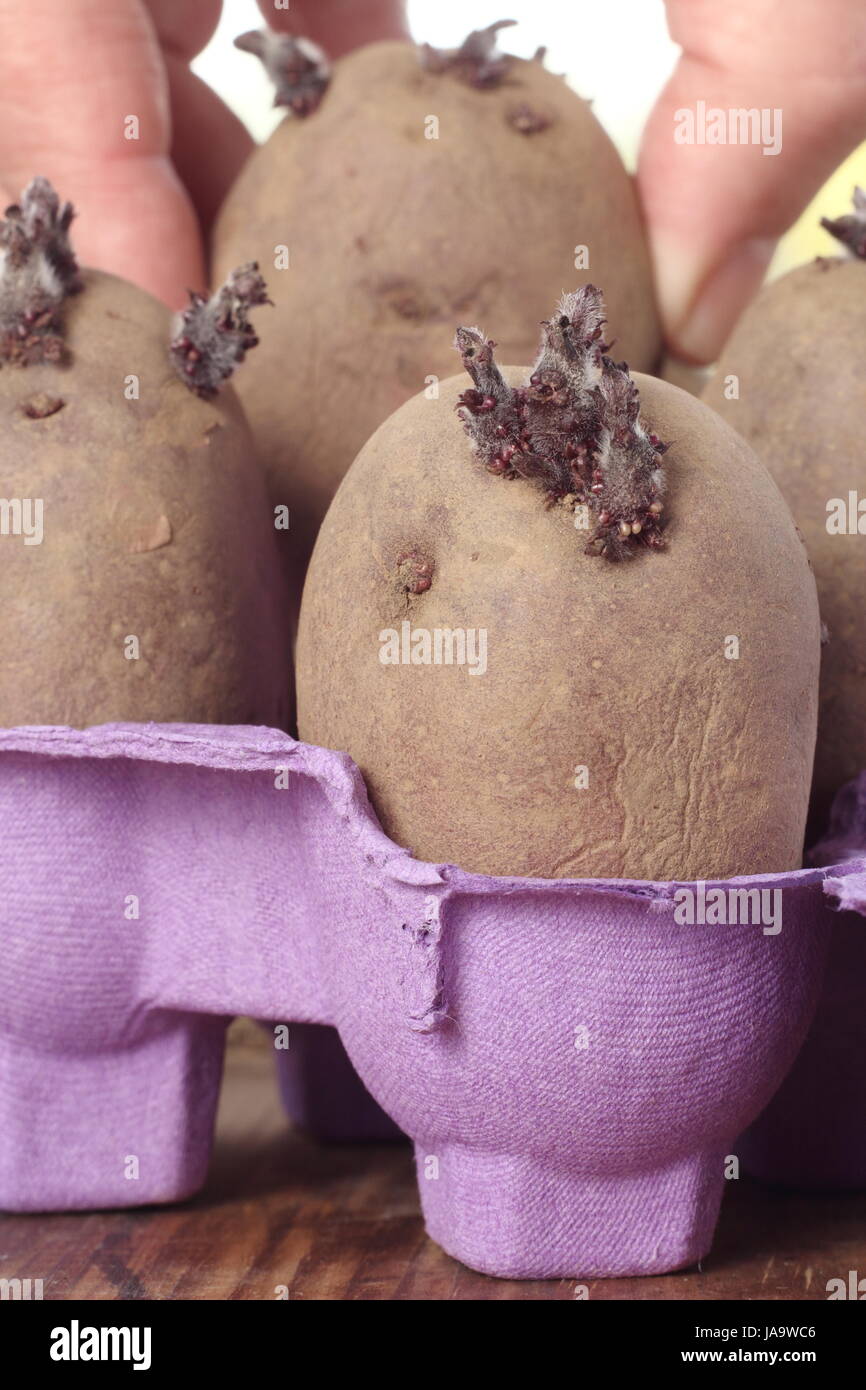 Primi tuberi seme di patate (rosso Duca di York) chitting in un eggbox in una calda e luminosa posto precedendo di piantare in un orto - Febbraio Foto Stock