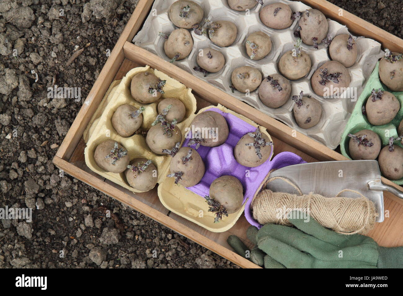 Le patate da semina (varietà Majestic, Charlotte e Red Duke of York) sono tagliate in scatole di melanzane pronte per essere piantate su un appezzamento di veg Foto Stock