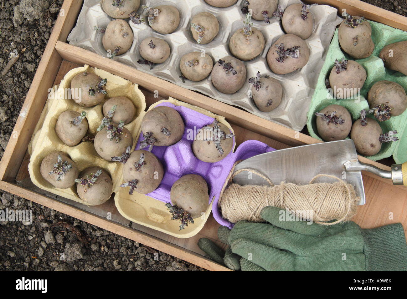 Tuberi-seme di patate secchi (varietà Majestic, Charlotte e Red Duke of York) in una zona vegetale pronta per la semina Foto Stock