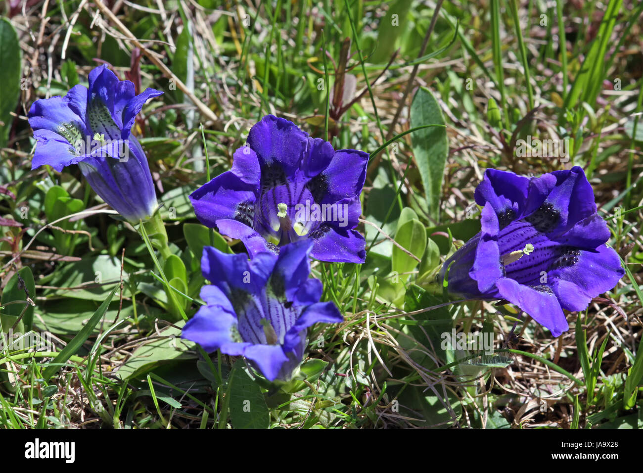 Blu, genziana, blu, protetto, riparata, alpi, la conservazione della natura, la flora, Foto Stock