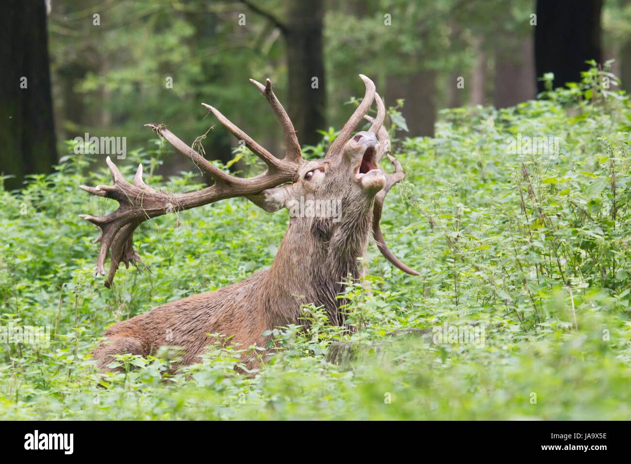 Ritratto, zoo, Capriolo Cervo, Hart, feste di addio al celibato, ubicazione shot, masculinely, Edgewise, Foto Stock