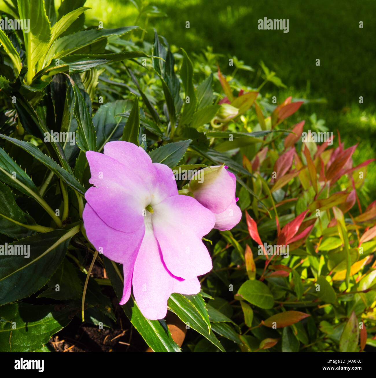Macro Close-up, macro di ammissione, vista ravvicinata, fiori, piante, bloom, blossom, Foto Stock