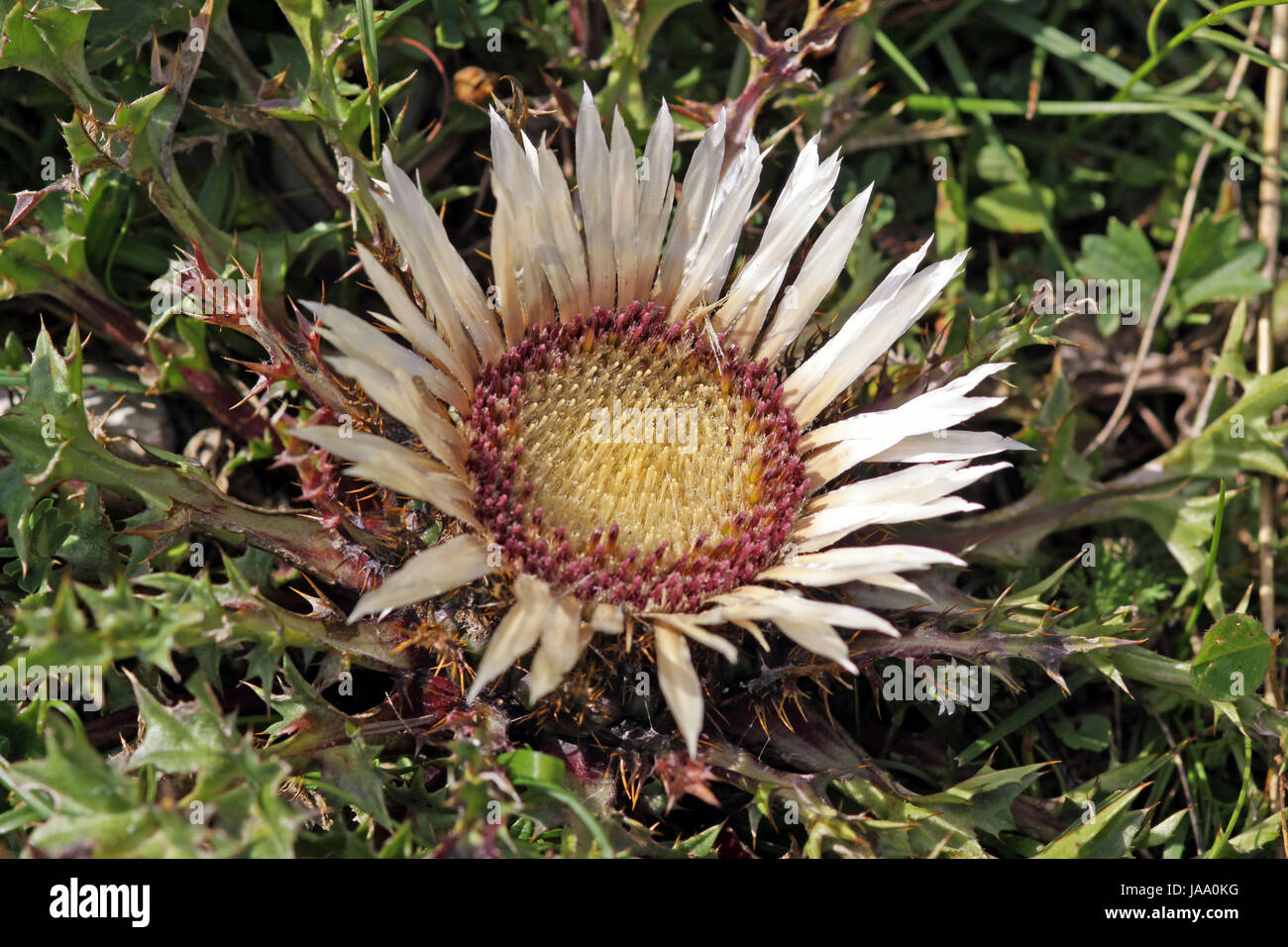 Compositae, flora alpina, alpi alto adige, flora, botanica, Compositae, alpine Foto Stock