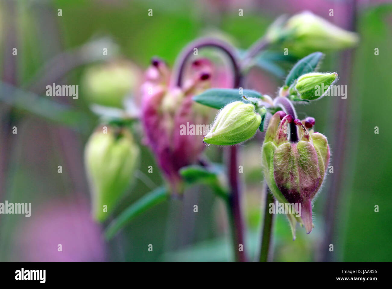 Le gemme di aquilegia vulgaris Foto Stock