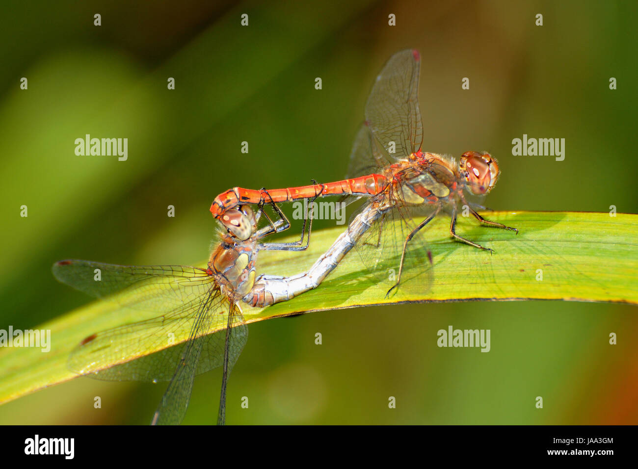 Insetto, ala, dragonfly, libellule, slim, arida, sligth, magro, gaunt, sottile, Foto Stock