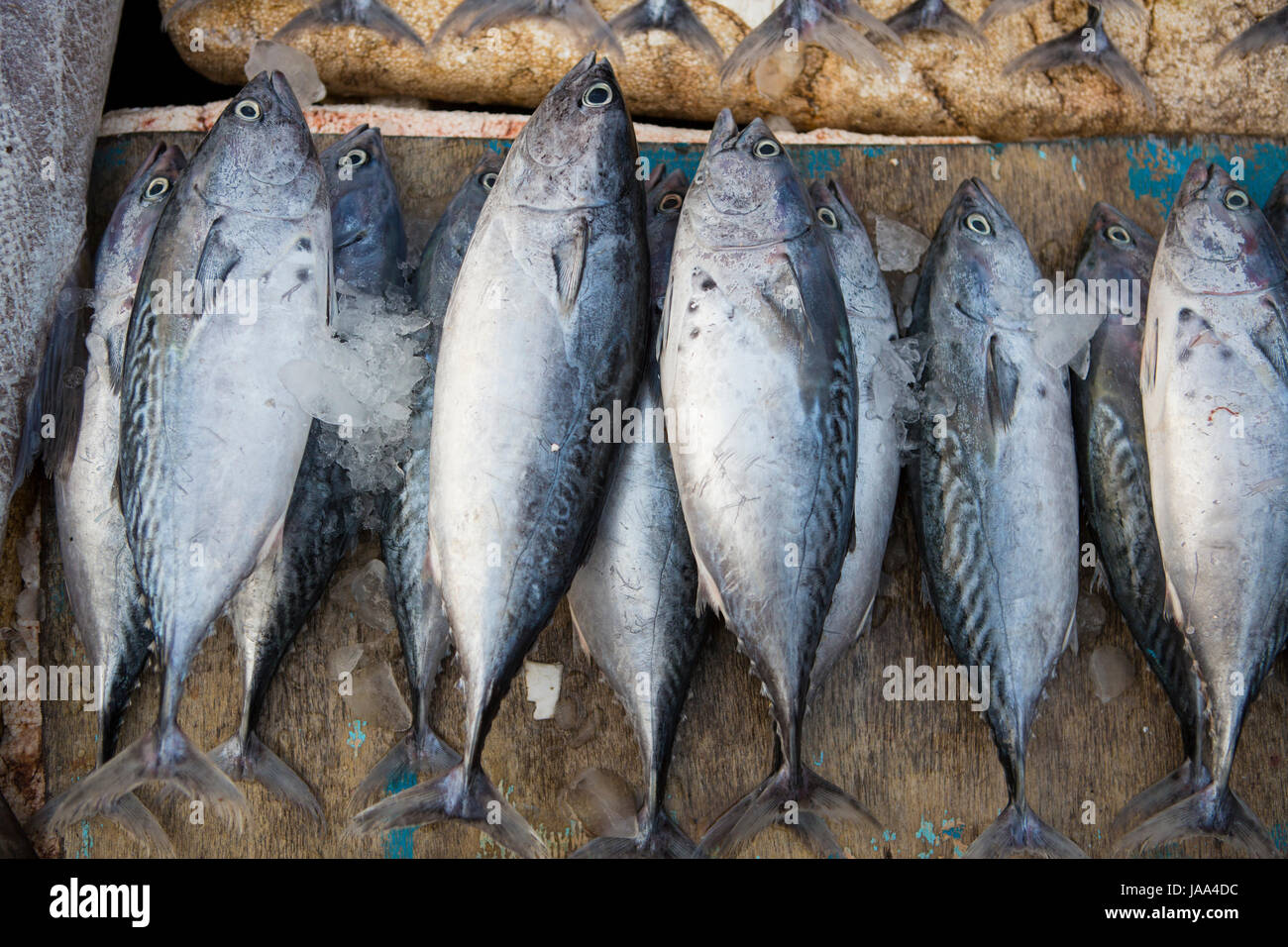 Pesce fresco in vendita presso Sassoon docks in India. Foto Stock