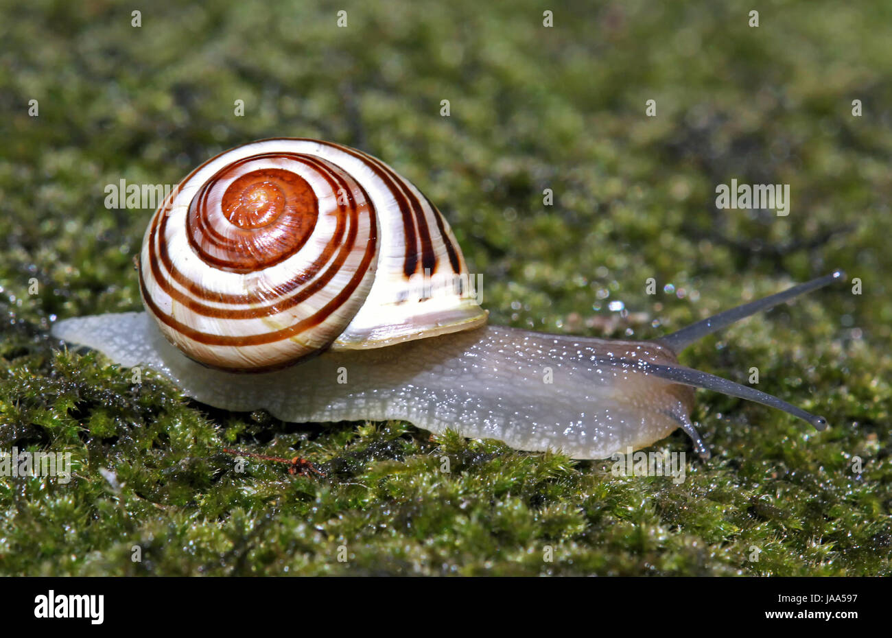 ricerca per indicizzazione Foto Stock