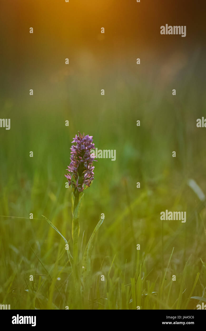 Cresce in pianura e in montagna. Western Marsh Orchid è molto diffusa in Europa nella fascia tra Gran Bretagna, Francia, Italia settentrionale, Foto Stock