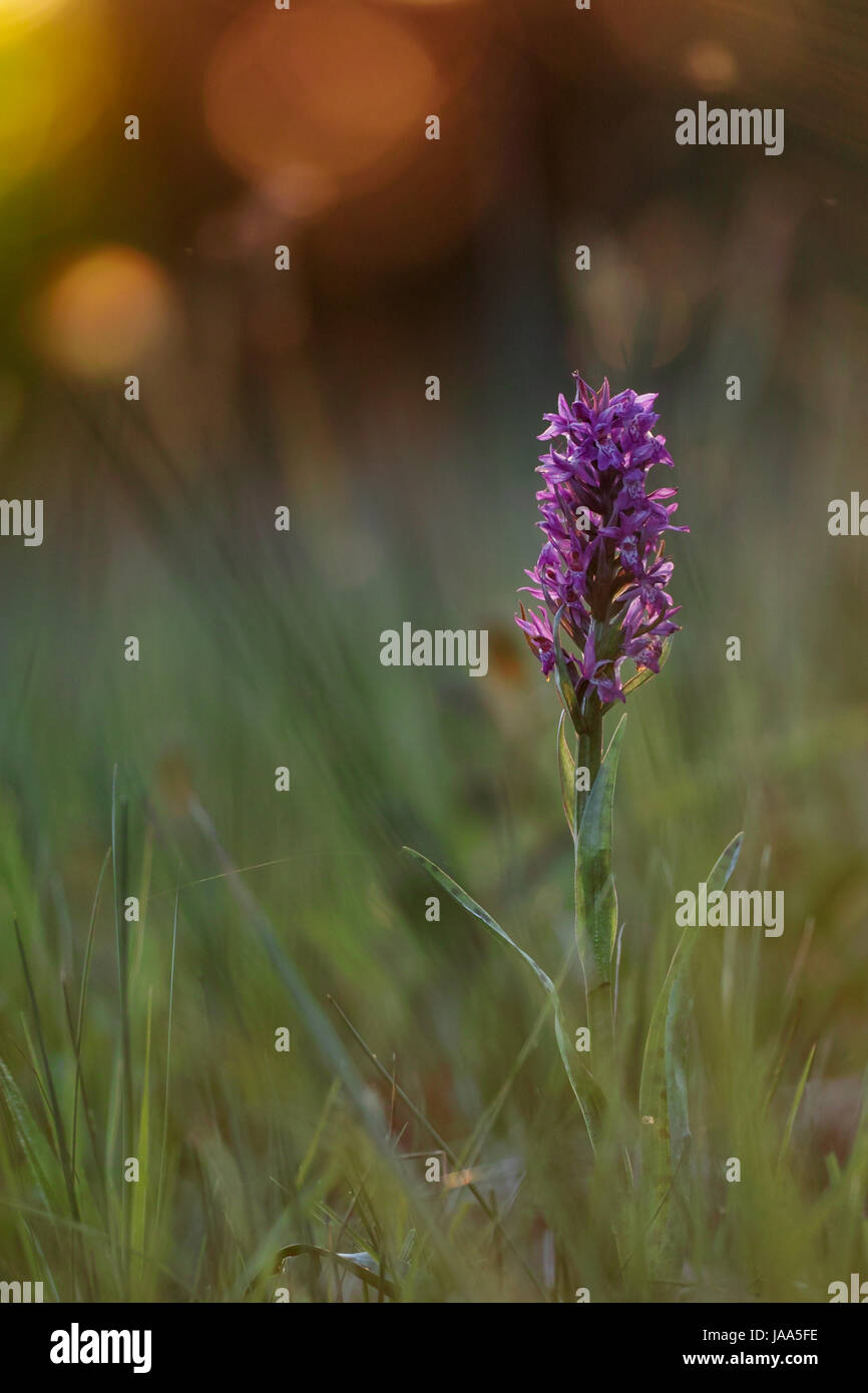 Cresce in pianura e in montagna. Western Marsh Orchid è molto diffusa in Europa nella fascia tra Gran Bretagna, Francia, Italia settentrionale, Foto Stock