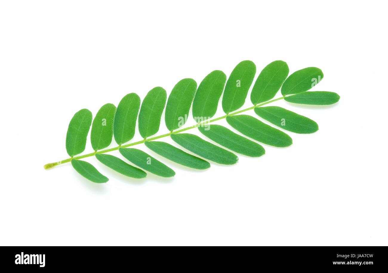 Foglie di tamarindo isolato su bianco Foto Stock