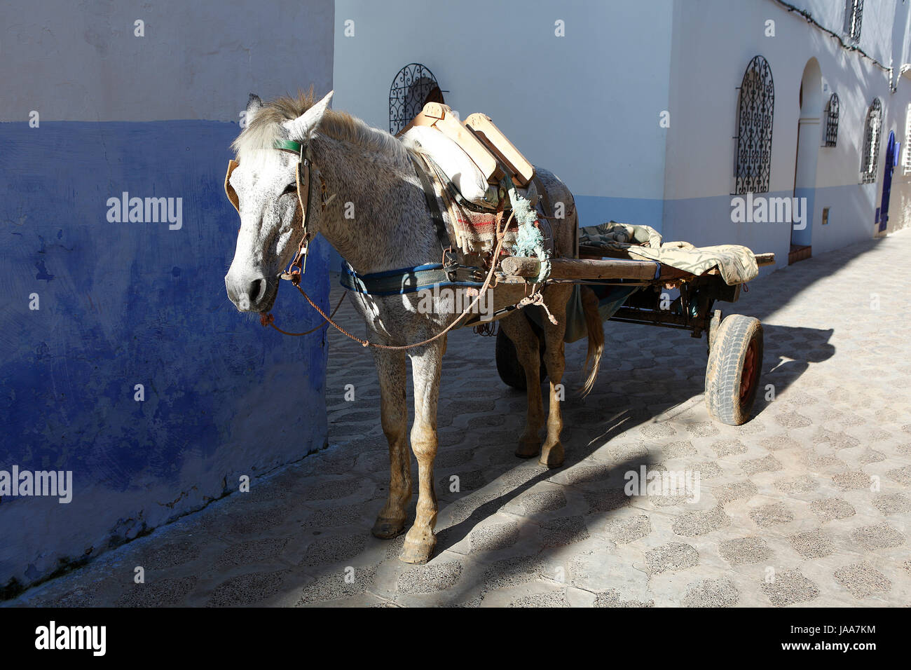 Blu, cavallo, trasporti, pullman, asino, carrello, blu, cavallo, città vecchia, porta, Foto Stock