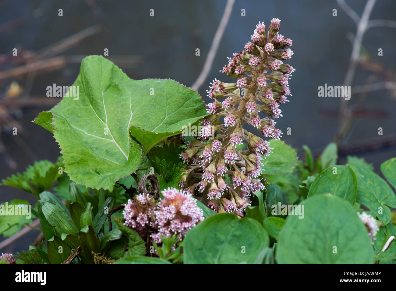 Butterbur, Petasites hybridus, fiore rosa spike e foglie giovani sulle rive del Kennet and Avon Canal a Hungerford comune, Berkshire Marzo Foto Stock