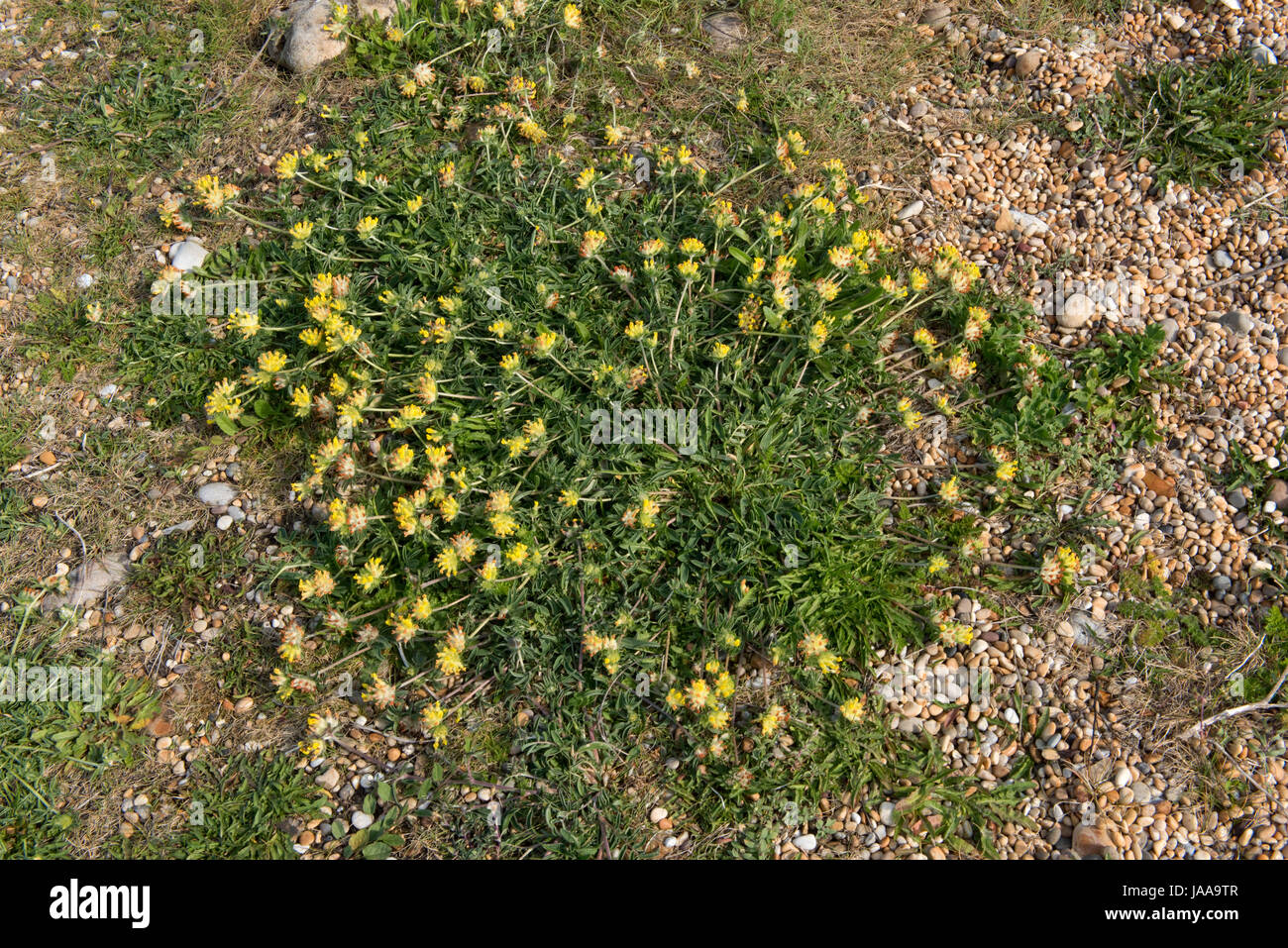 Prostrato pianta flowering di rene veccia, Anthyllis vulneraria, crescendo in ciottoli di Chesil Beach, Dorset, può Foto Stock