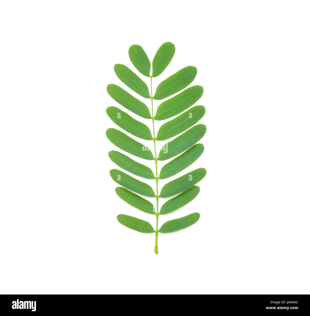 Foglie di tamarindo isolato su bianco Foto Stock