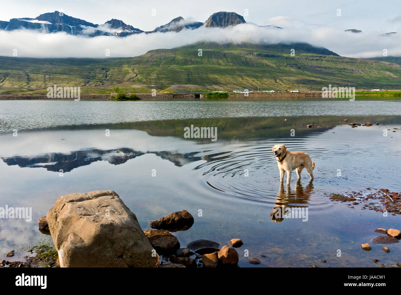 Un cane in un lago riflessi nell'acqua. Montagne innevate coperto di nuvole. L'Islanda Foto Stock