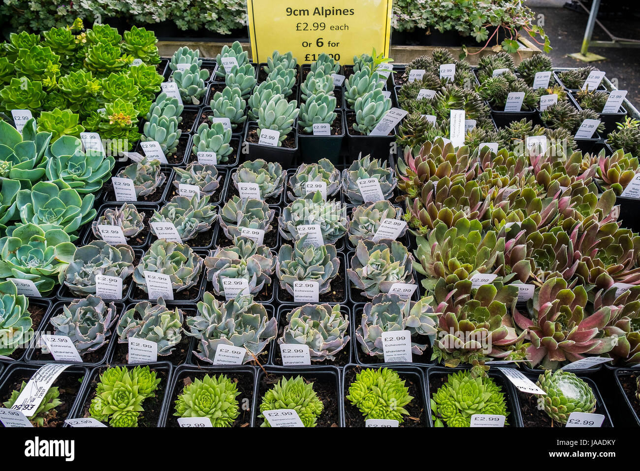 Impianti per la vendita in un giardino centrale. Foto Stock