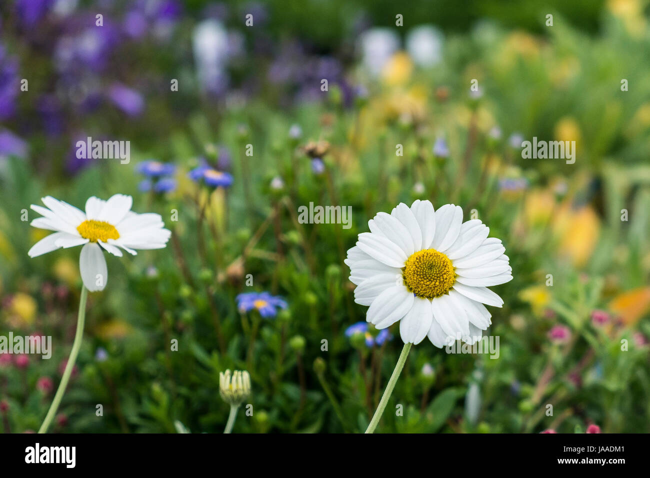 Piante Anthemis per la vendita in un Garden Center e vivaio. Foto Stock