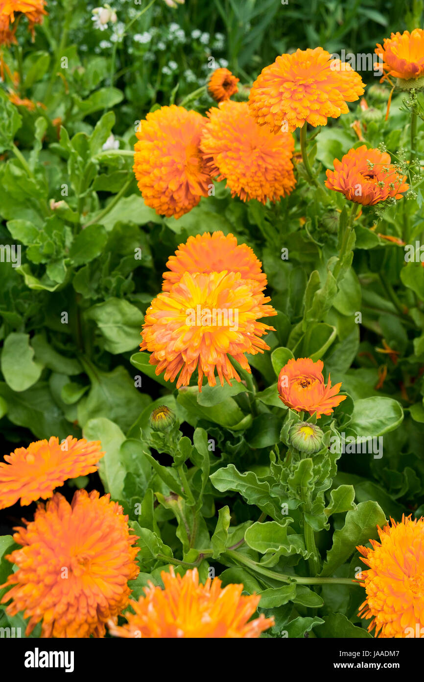 Impianti per la vendita in un Garden Center e vivaio. Foto Stock