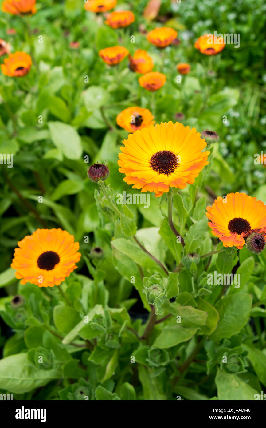 Impianti per la vendita in un Garden Center e vivaio. Foto Stock