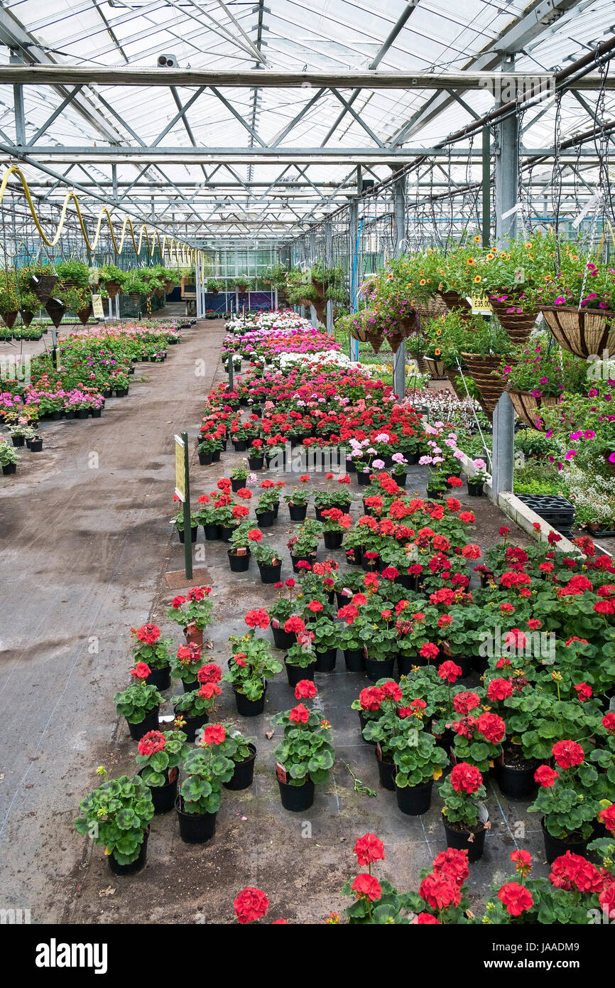 Impianti per la vendita in un Garden Center e vivaio. Foto Stock