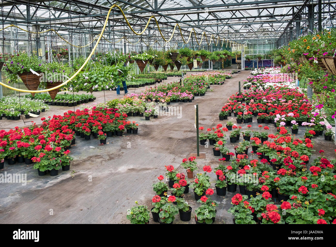 Impianti per la vendita in un Garden Center e vivaio. Foto Stock