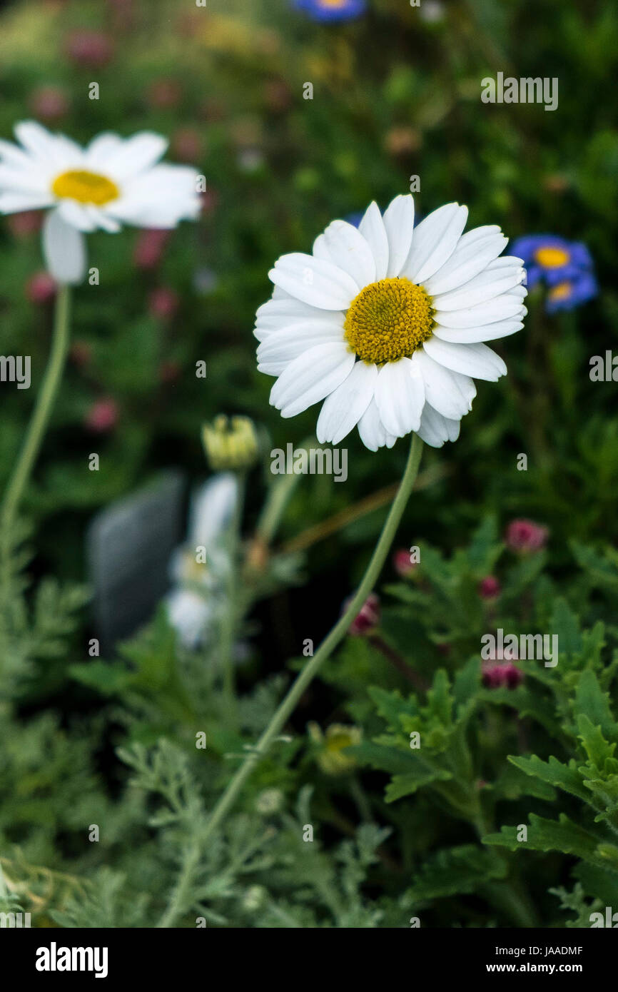 Piante Anthemis per la vendita in un Garden Center e vivaio. Foto Stock