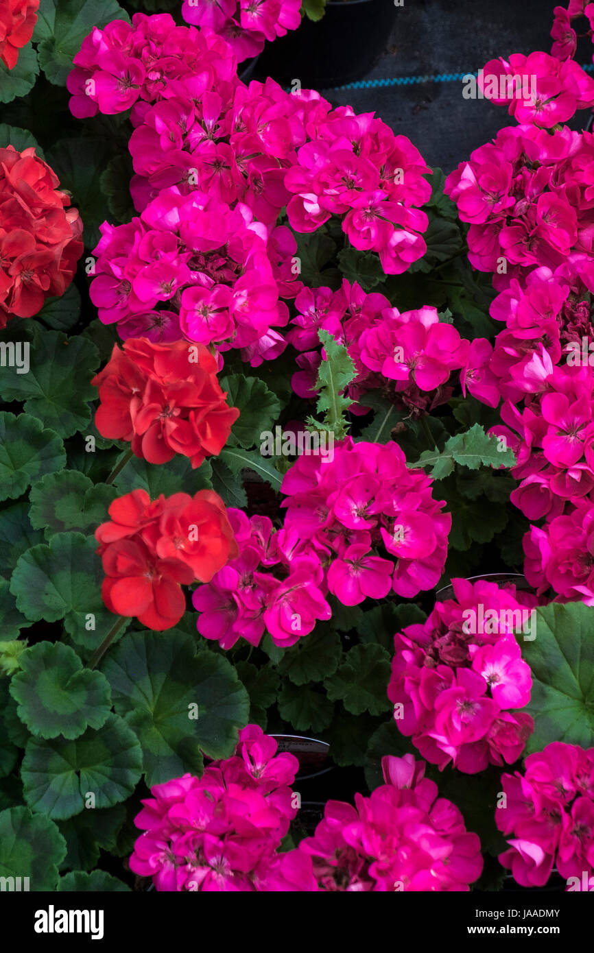 Impianti per la vendita in un Garden Center e vivaio. Foto Stock