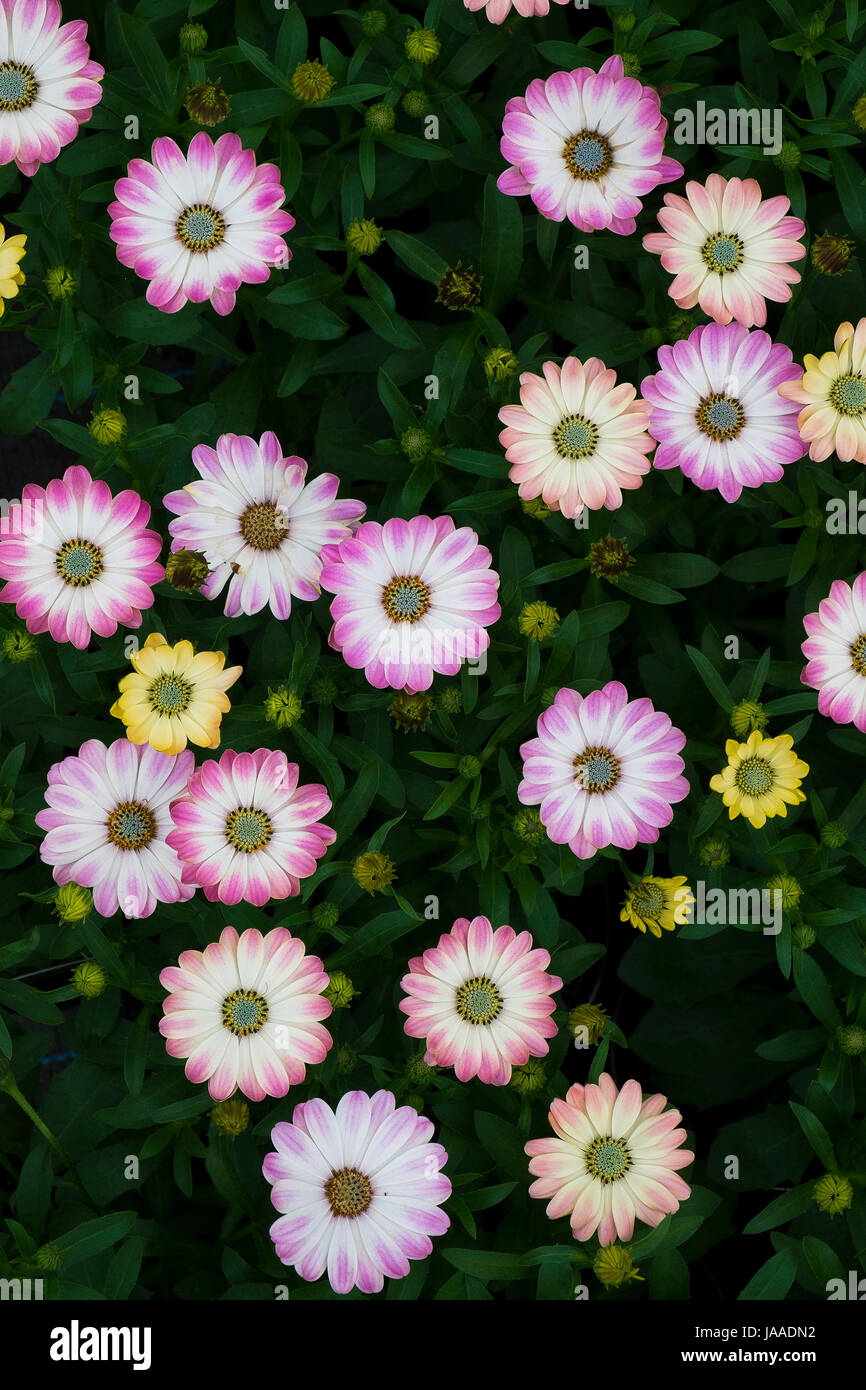 Osteospurmum impianti per la vendita in un Garden Center e vivaio. Foto Stock