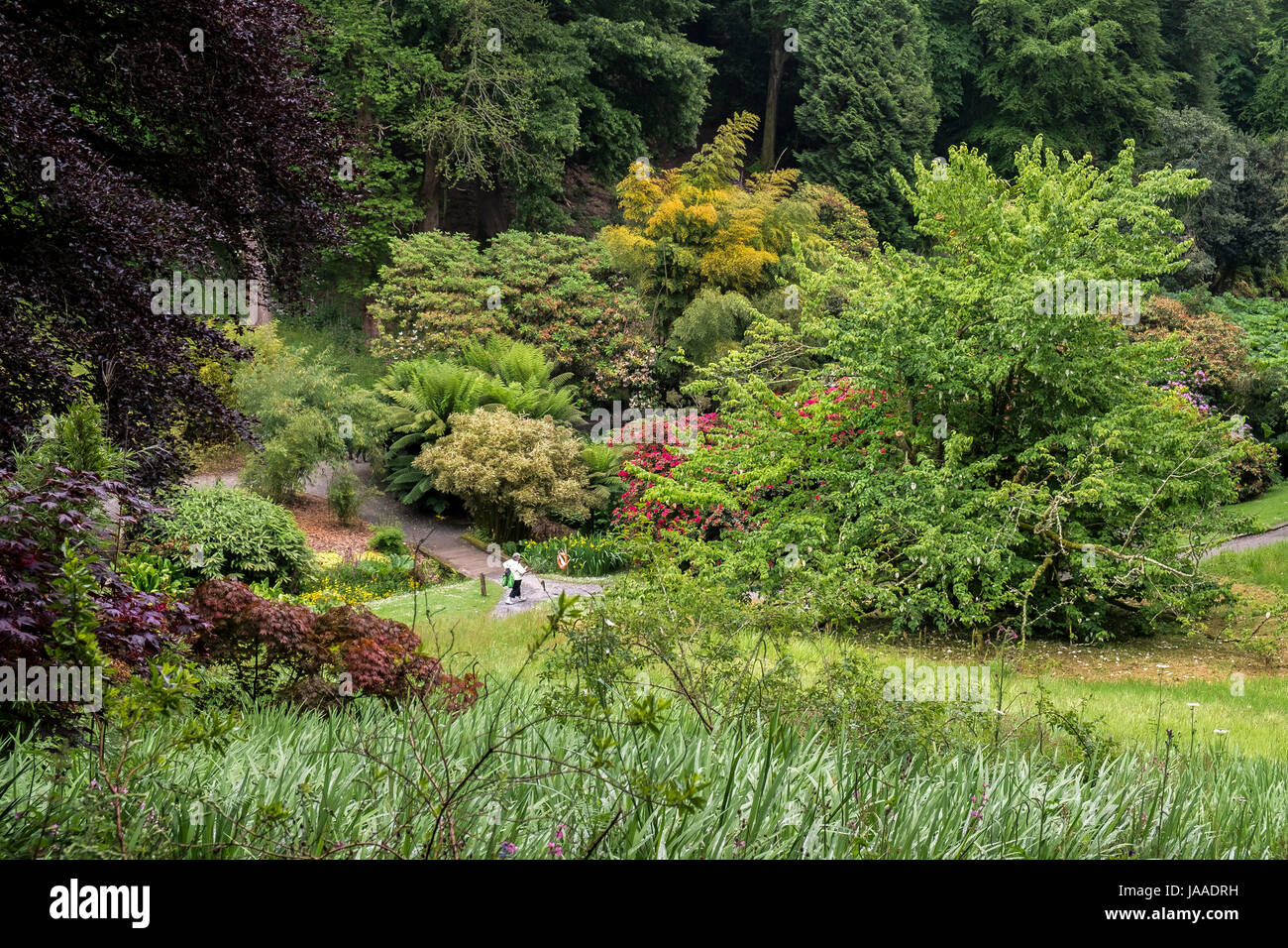 Vegetazione lussureggiante nel sub-tropicale giardino Trebah in Cornovaglia. Foto Stock