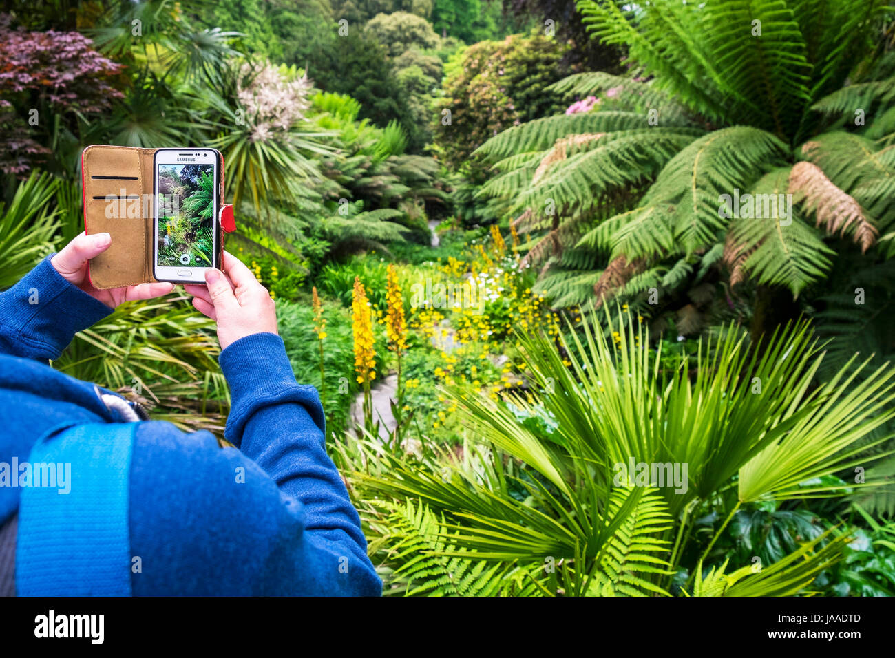 Un visitatore utilizza un cellulare Samsung per fotografare le piante in giardino Trebah in Cornovaglia. Foto Stock