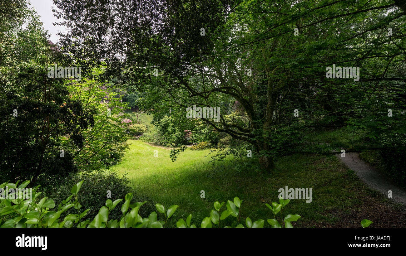 Una vista panoramica della sub-tropicale giardino Trebah in Cornovaglia. Foto Stock