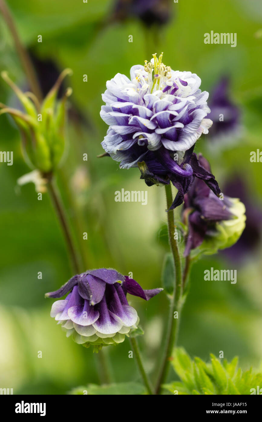 Viola e bianco doppio columbine fiorito, Aquilegia vulgaris. La rivolta verso l'alto fiore è stato concimato. Foto Stock