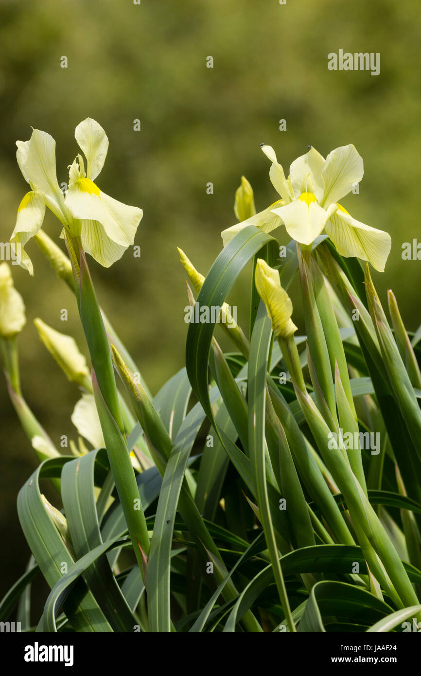 Fiori della South African iris relativa, Moraea alticola, un alto hardy specie alpine Foto Stock