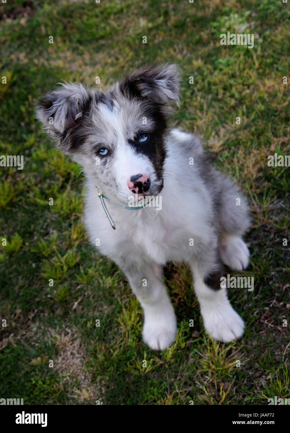 Attento Koolie Border Collie cucin ascolto Foto Stock