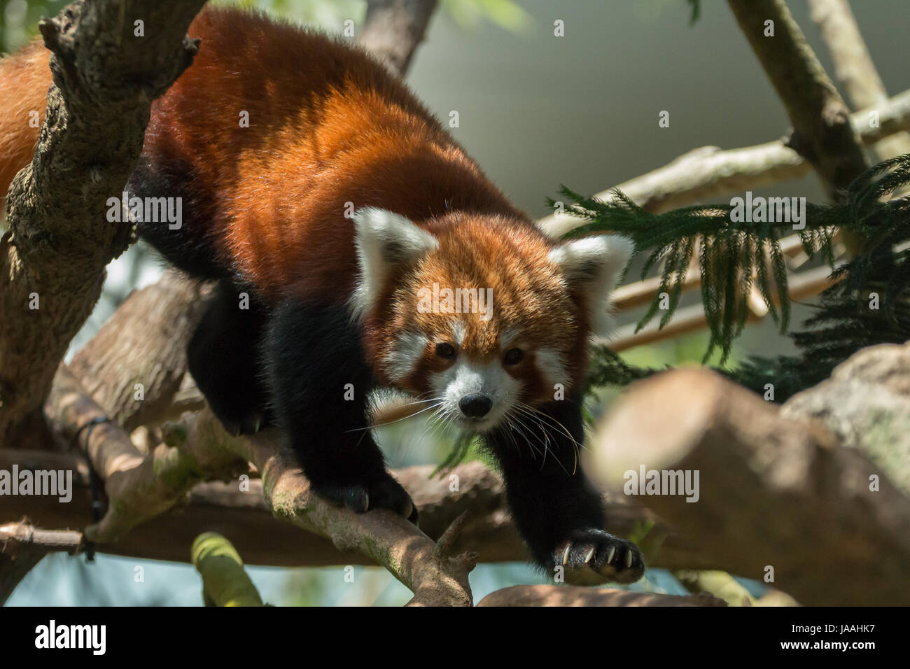 In via di estinzione panda rosso (Ailurus fulgens) in Singapore Foto Stock