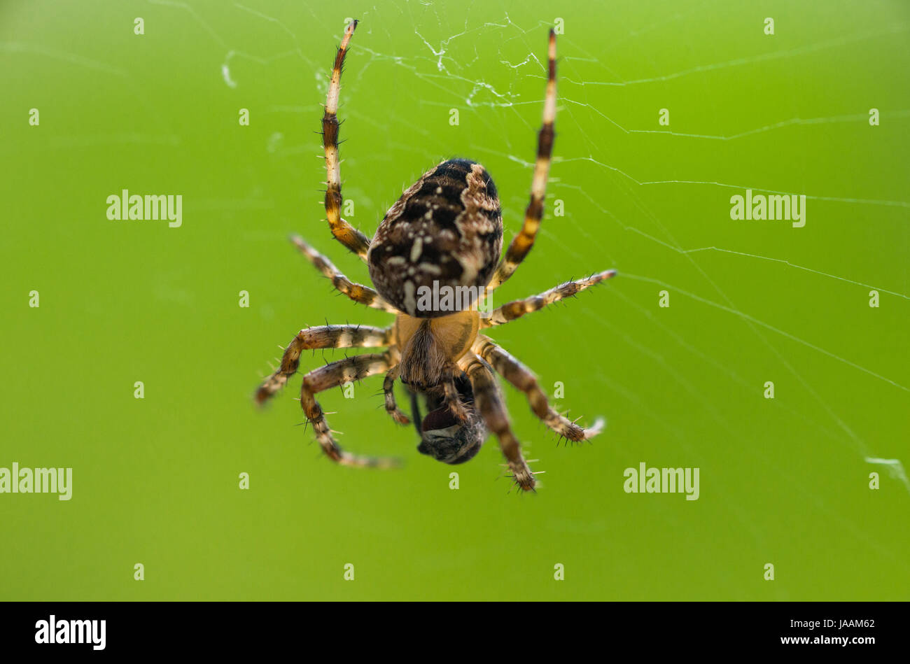 Un close-up di una femmina di giardino europeo spider (Araneus diadematus) con una mosca che esso ha catturato nella sua web. Foto Stock