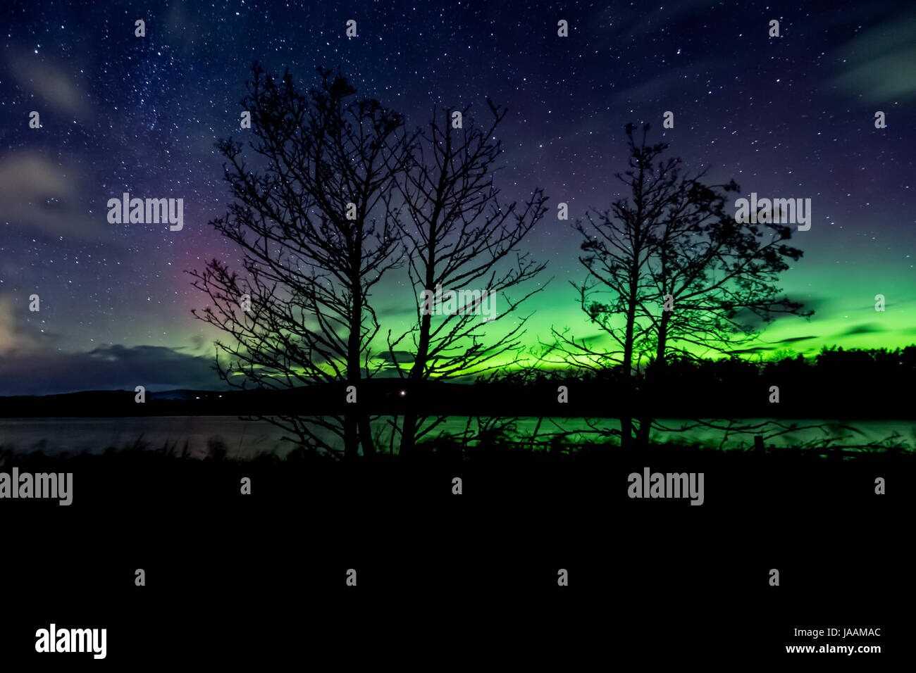 Luci del nord attraverso gli alberi a Balgavies Loch Foto Stock