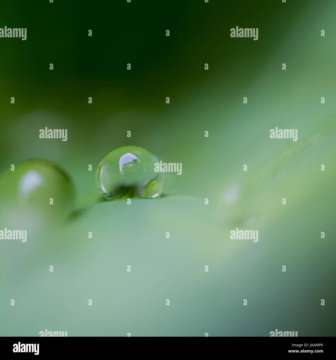 Le goccioline di acqua sedersi sulla cima di una foglia verde- Macro Foto Stock