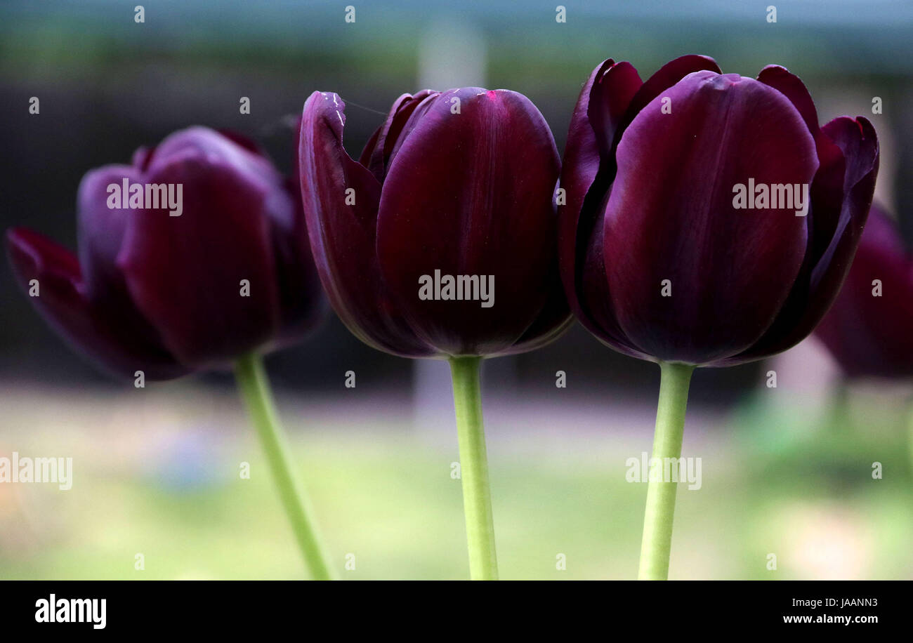 Tulipani viola contro lo sfondo di colore verde Foto Stock