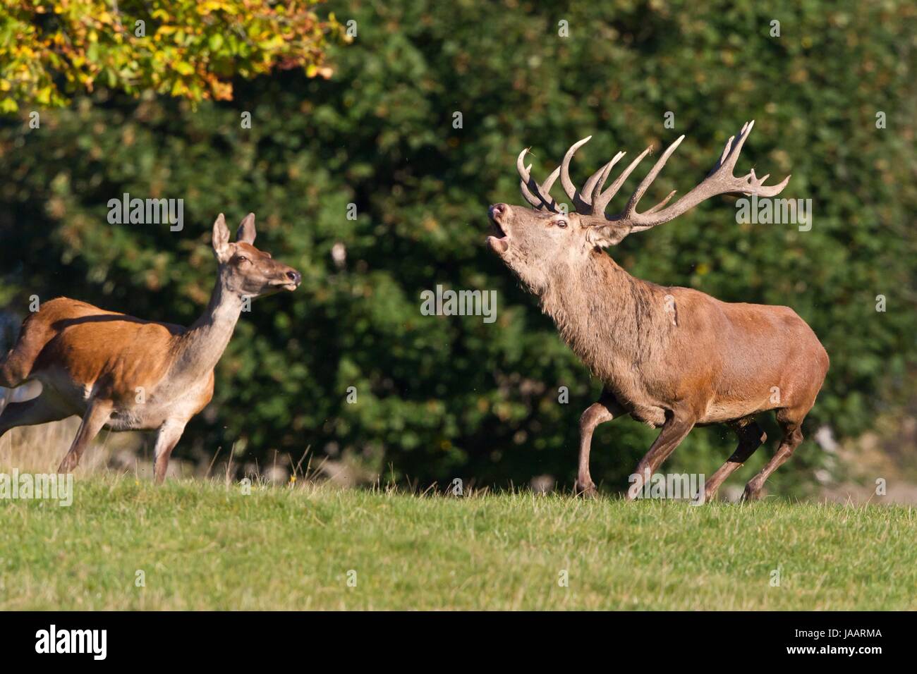 Red deer Foto Stock