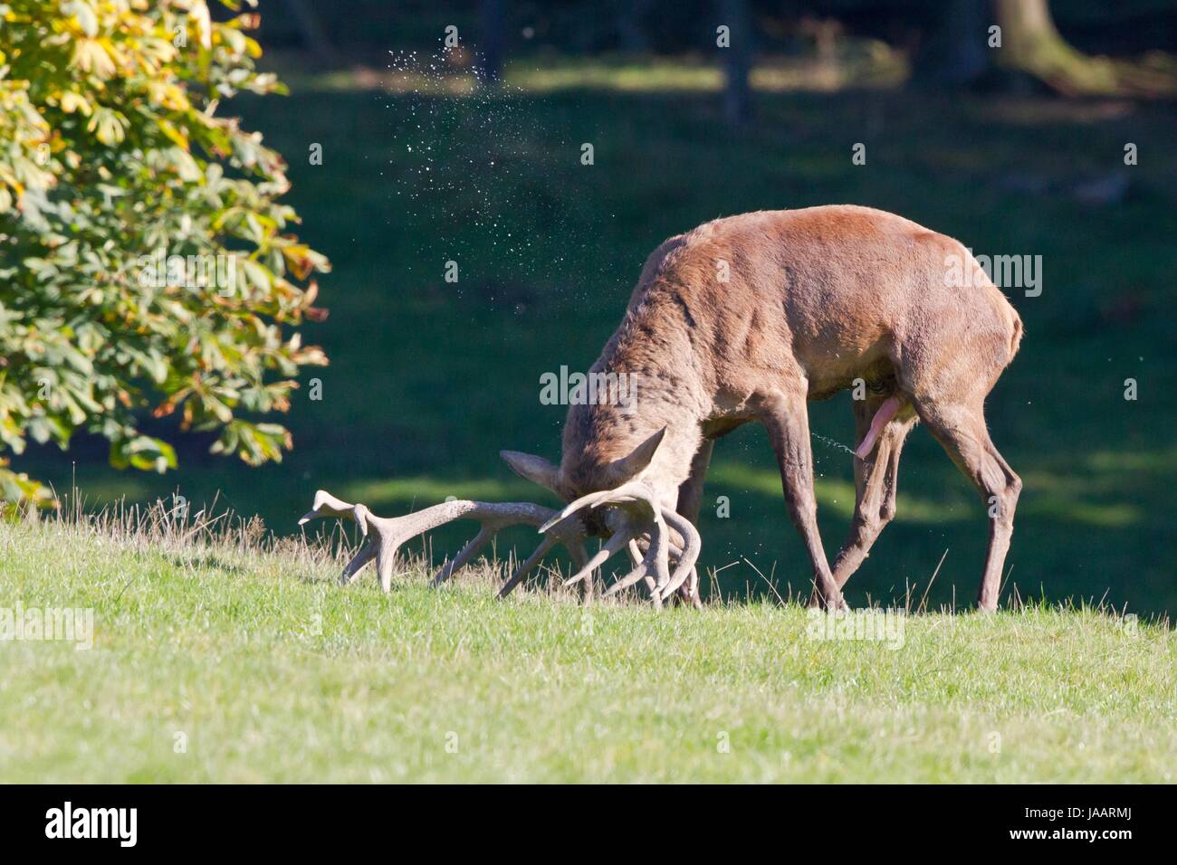 Red deer Foto Stock