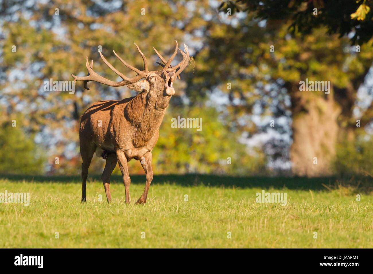 Red deer Foto Stock