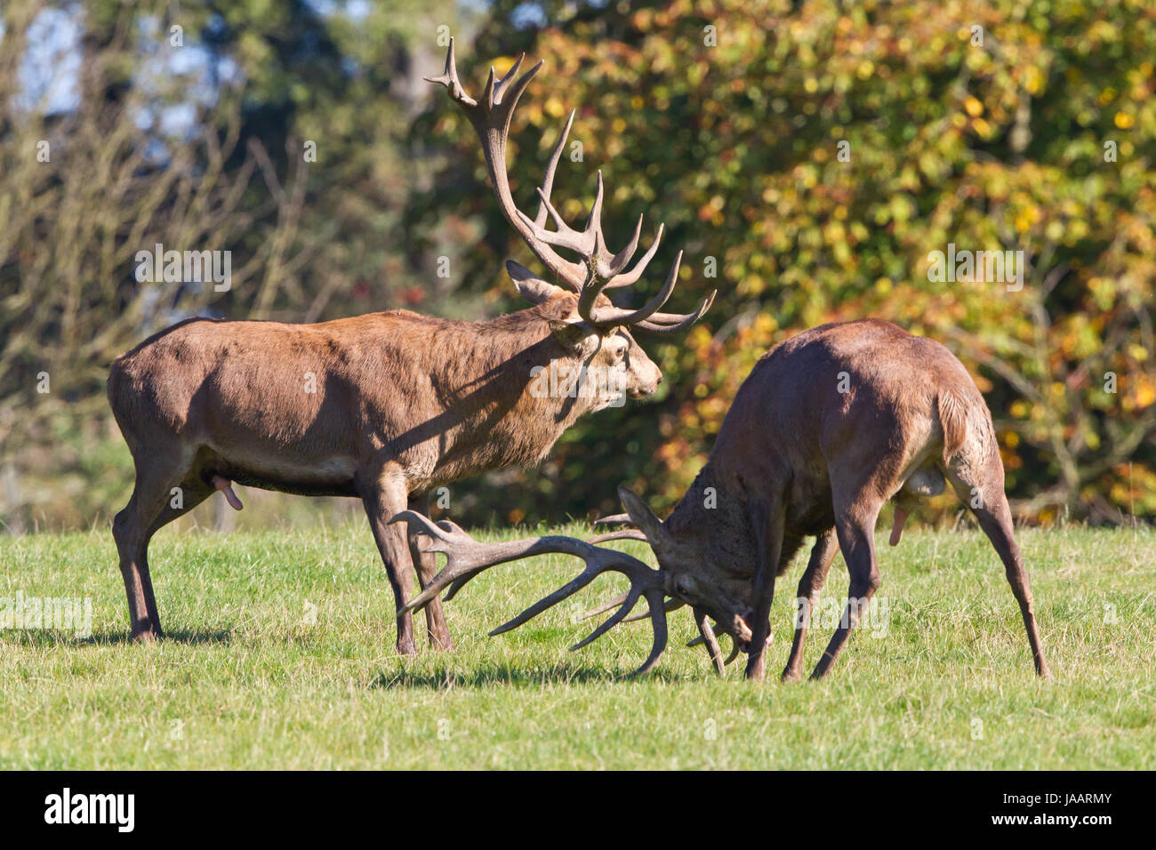 Red deer Foto Stock