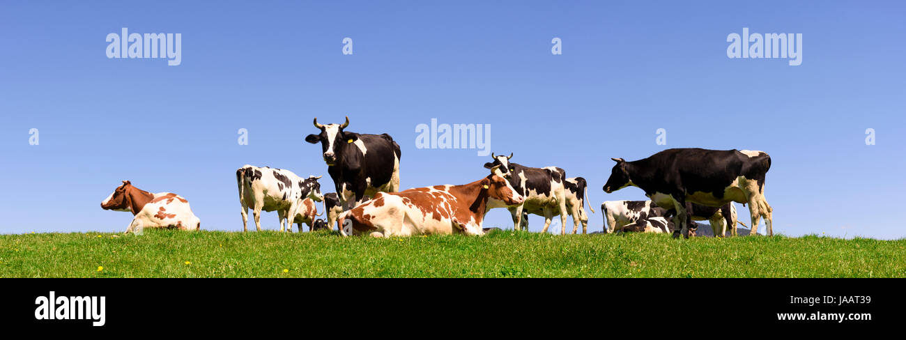 Panorama della mandria di mucche sul prato in Baviera, Germania Foto Stock