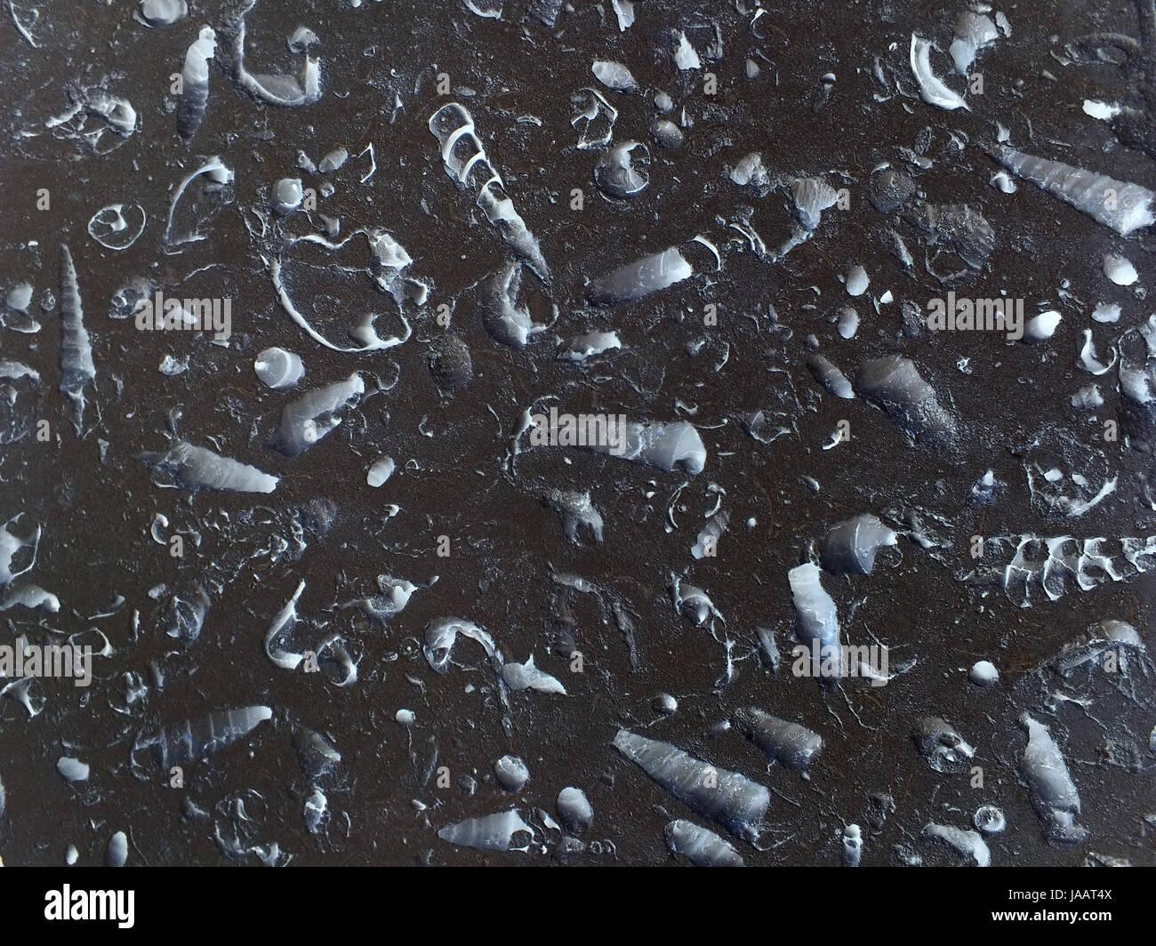 Numerosi fossili di conchiglie di mare su una roccia scura Foto Stock