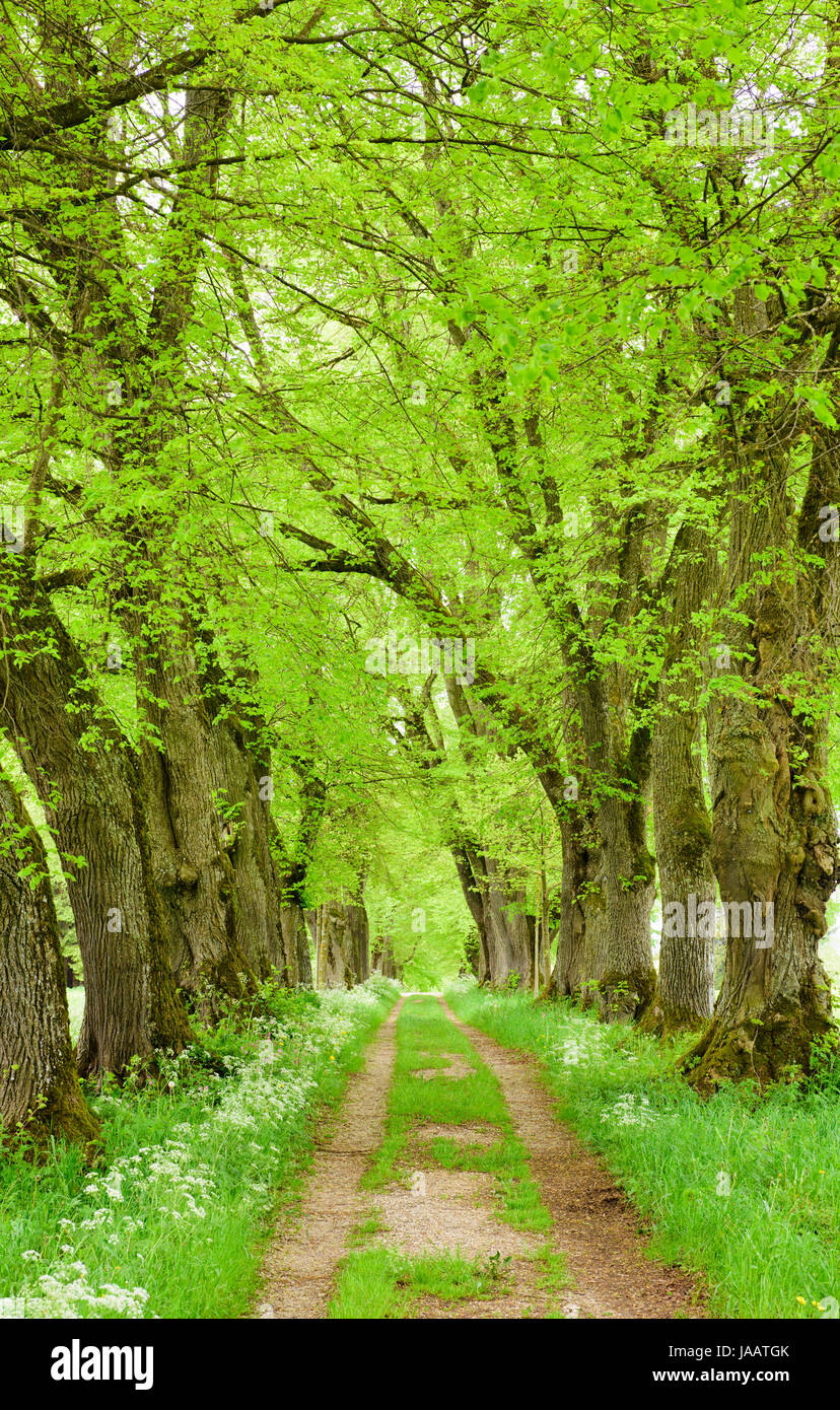 Albero di tiglio avenue con un piccolo percorso interno Foto Stock