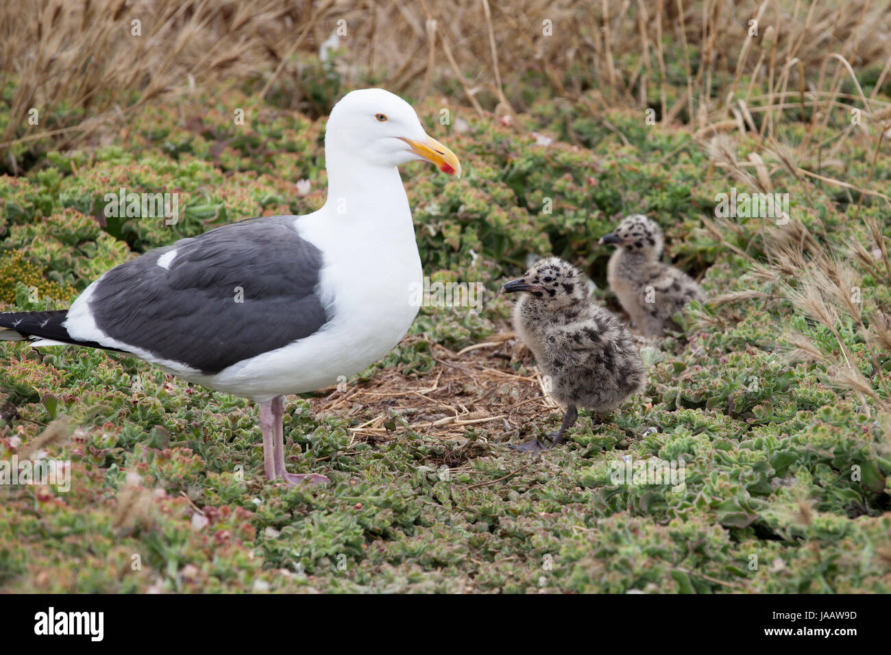 Seagull pulcini con la madre a Anacapa Island nel Parco Nazionale delle Isole del Canale nella California Meridionale. Foto Stock