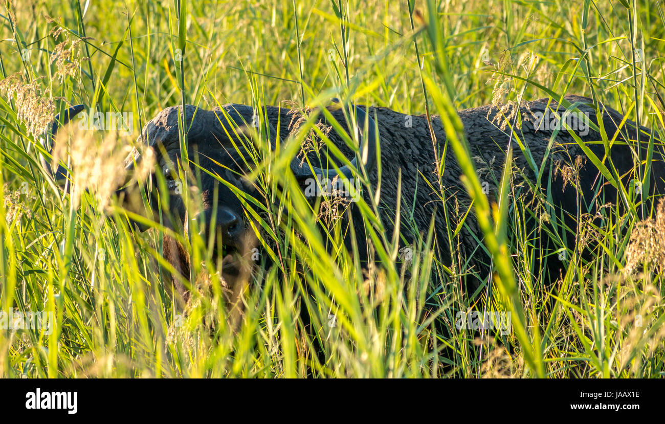 Capo bufalo, syncerus caffer, nascosto in erba lunga, Greater Kruger National Park, Sudafrica Foto Stock Capo bufalo, syncerus caffer, nascosto in erba lunga, Greater Kruger National Park, Sudafrica Foto Stock