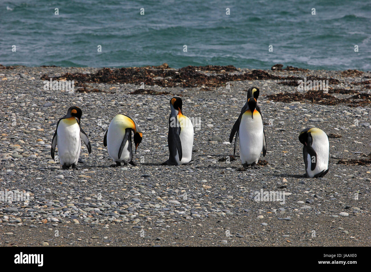 Re pinguini vita selvatica al Parque Pinguino Rey, Patagonia, Cile Foto Stock